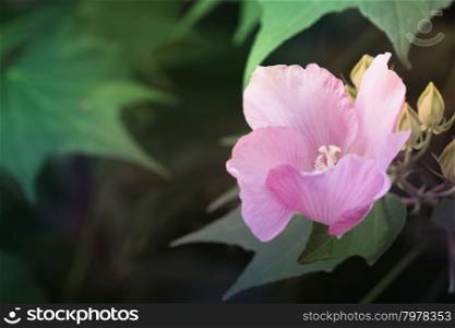 pink flower and leaf