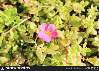 Pink Flower at sun light