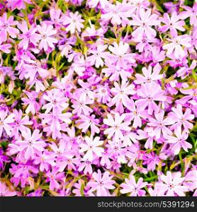 Pink flower background, macro shot