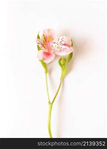 pink flower before a white background.