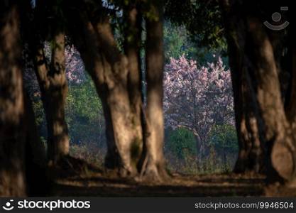 pink flower blooming on the tree, tropical forest wild flower on big tree