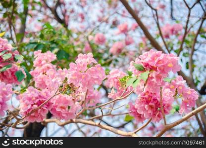 Pink flower Chompoo Pantip blossom in Thailand , Thai sakura with sweet background , Background