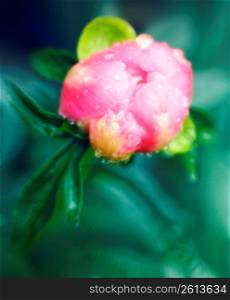 Pink flower, close-up