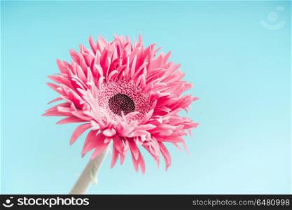 Pink flower close up at light blue background