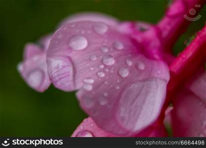 Pink flower closeup with water drops.