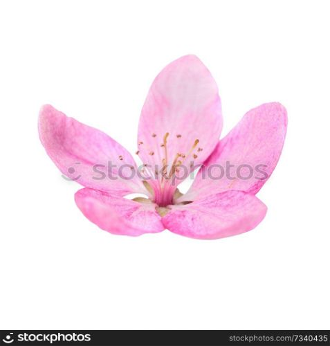 Pink flower from sakura tree isolated on white background. Macro close up studio shot
