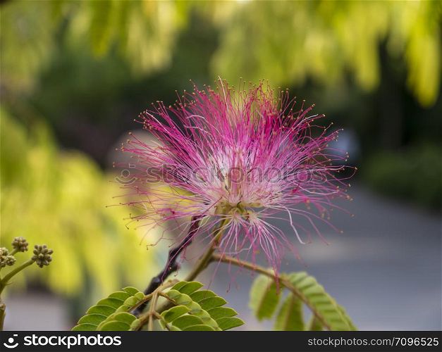 pink flower from the silk tree