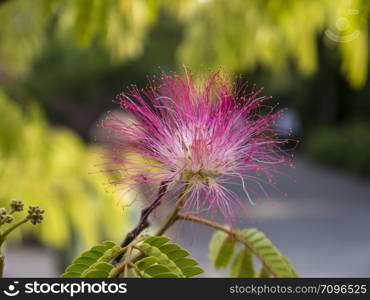 pink flower from the silk tree