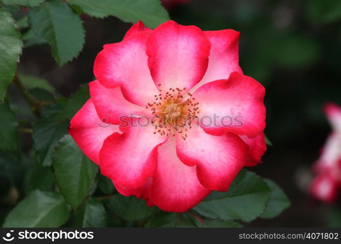 Pink flower in garden