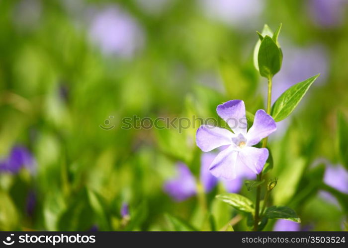 pink flower in green grass