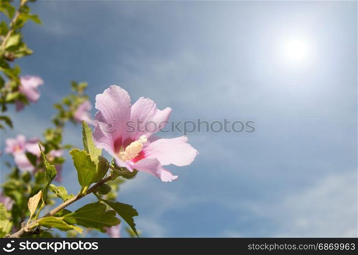 Pink flower in spring on a sunny day