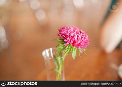 pink flower in the clear glass on the cafee table, one object, nobody
