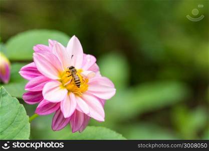 Pink flower in the garden. Close up flower. bee on the flower.
