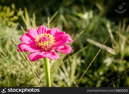 Pink flower in the grass
