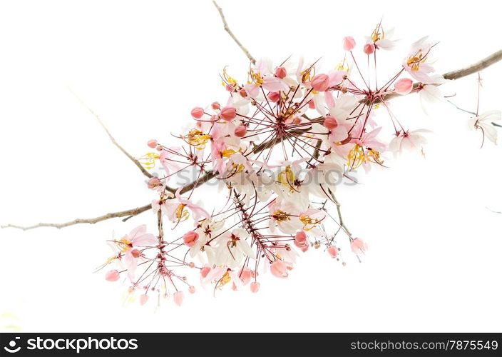 pink flower isolated. Branch of pink flower isolated on white background