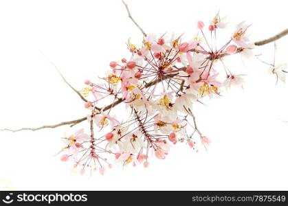 pink flower isolated. Branch of pink flower isolated on white background