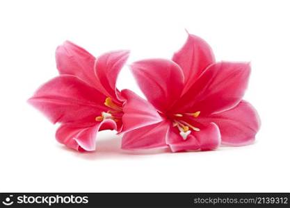 pink flower isolated on white background. pink flower