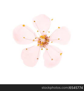 Pink flower isolated on white. Pink flower from cherry tree isolated on white background. Macro studio shot