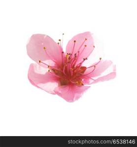 Pink flower isolated on white. Pink flower isolated on white background. Macro shot