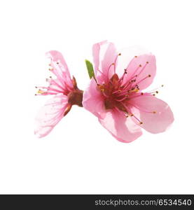 Pink flower isolated on white. Pink flowers isolated on white background. Macro shot