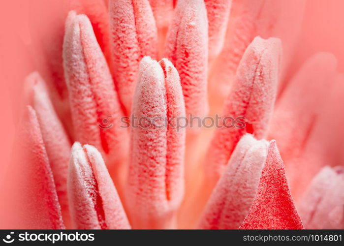 Pink flower macro background