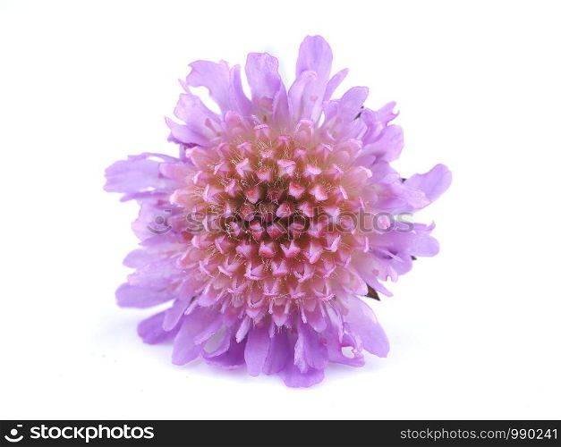 pink flower of a bastard on a white background