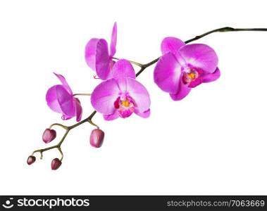 Pink flower of a phalaenopsis orchid with several buds on a branch, isolated on a white background