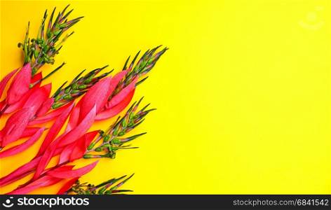 pink flower of Billbergia on a yellow background, close up, empty space