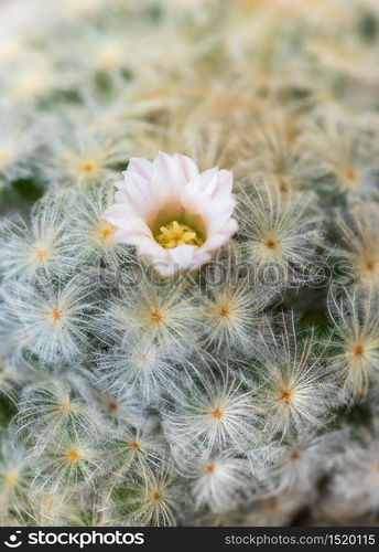 Pink flower of cactus Mammillaria