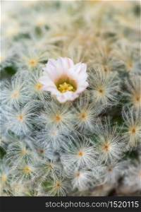 Pink flower of cactus Mammillaria