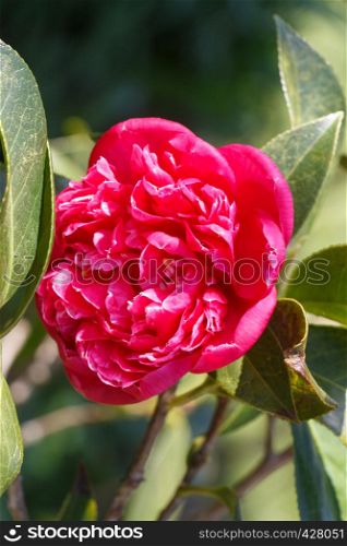 Pink flower of camellia in a garden during spring