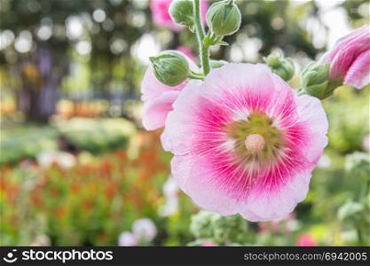 pink flower of hollyhock in park
