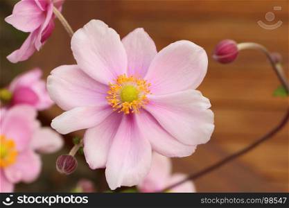 Pink flower of Japanese anemone in a garden during summer