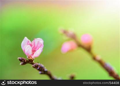 Pink flower of Peach. Close-up of small pink flower of Peach or Prunus Persica blossom on the tree with sunlight in spring background