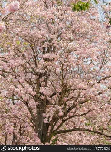 Pink flower of Trumpet or Tabebuia tree in full bloom