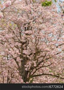 Pink flower of Trumpet or Tabebuia tree in full bloom