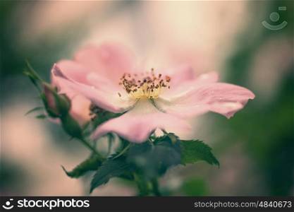 Pink flower of wild rose on bush macro
