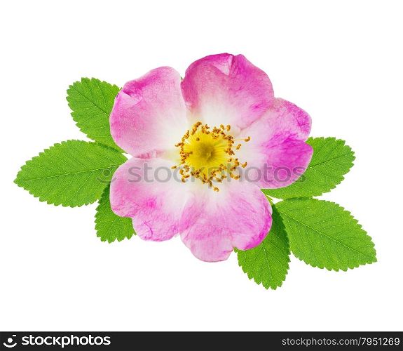 Pink flower of wild rose with green leaves isolated over white background