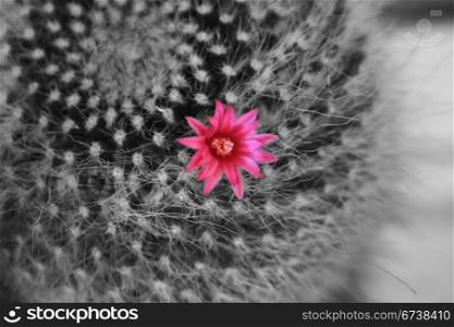 pink flower on a black and white dandelion