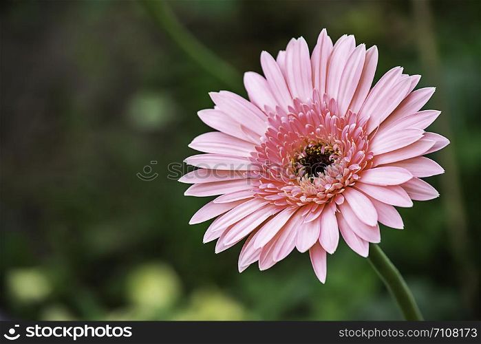 Pink flower or Zinnia Bright colors in garden.