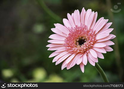 Pink flower or Zinnia Bright colors in garden.