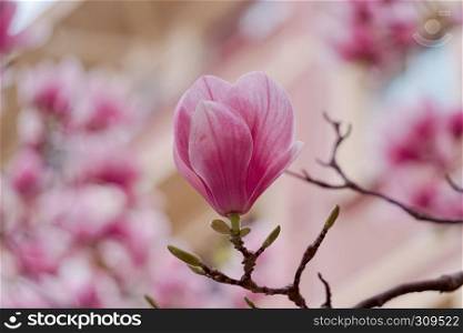 pink flower plant in spring
