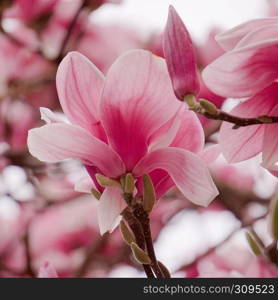 pink flower plant in spring