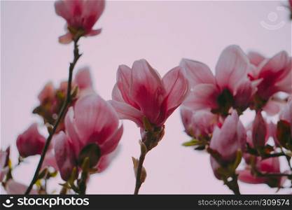 pink flower plant in spring