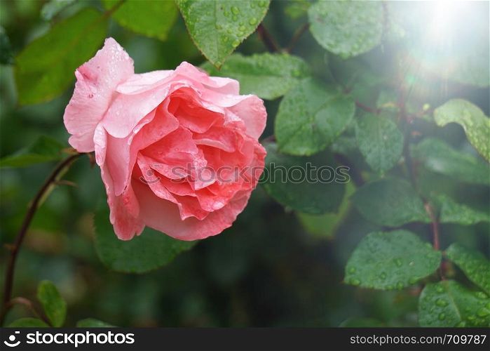 pink flower plant in the garden in summer, flower with pink petals in the nature