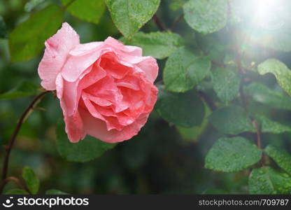 pink flower plant in the garden in summer, flower with pink petals in the nature