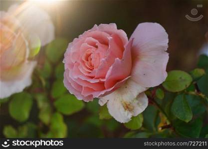 pink flower plant in the garden in summer, flower with pink petals in the nature