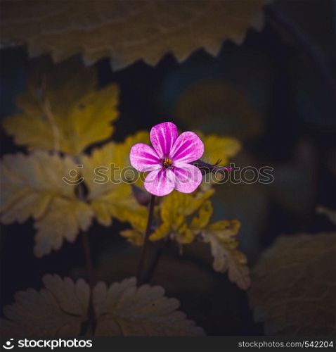 pink flower plant in the garden in summer, pink petals in the nature