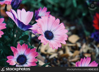 pink flower plant in the nature in spring