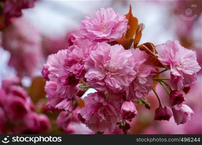 pink flower plant in the nature in springtime